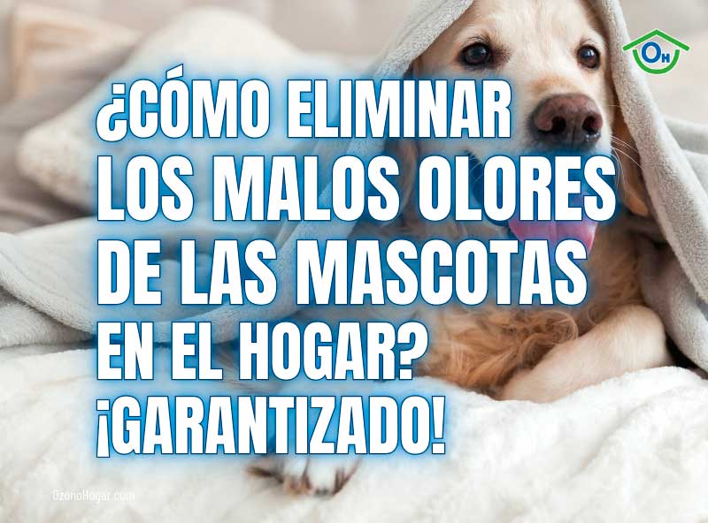 Cómo eliminar olores de mascotas Guía práctica y efectiva