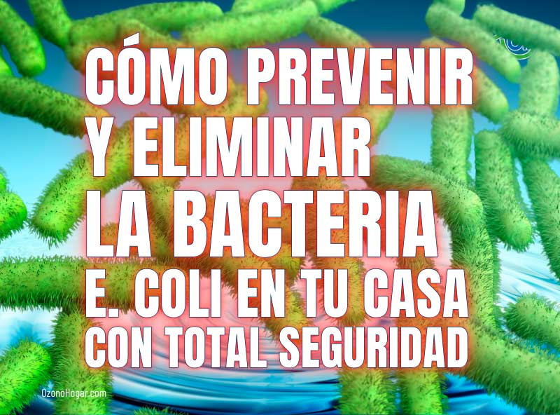 Cómo prevenir y eliminar la bacteria Escherichia coli o E. coli en tu casa con total seguridad