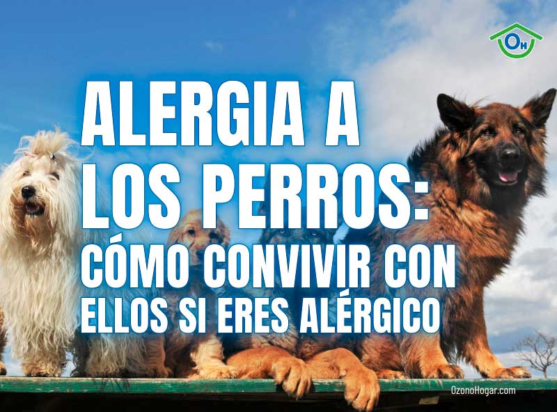 Alergia a los perros: Cómo combatirla en casa