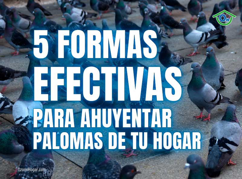 ¿Cómo ahuyentar palomas? 5 formas efectivas para ahuyentar palomas de tu hogar