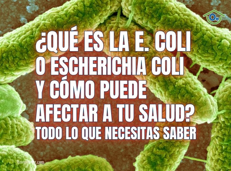 ¿Qué es la bacteria E. coli o Escherichia coli y cómo puede afectar a tu salud?